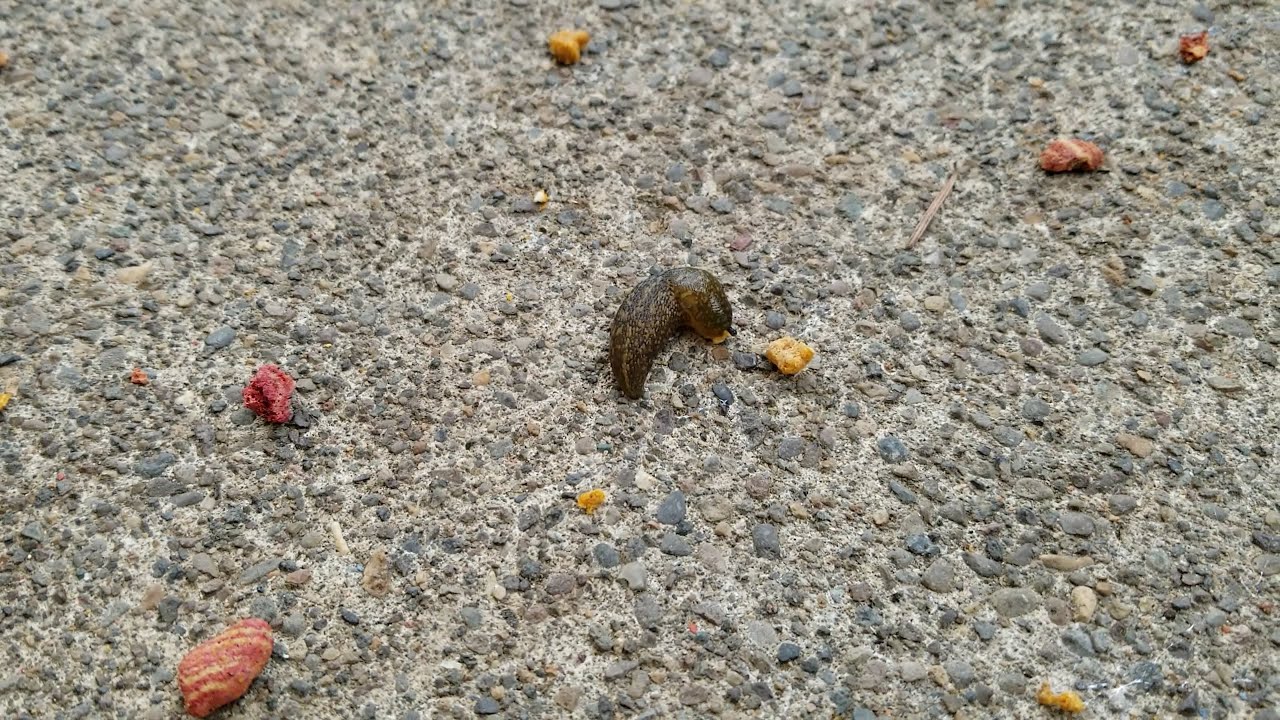 Did you know that slugs eat cat food?! (OWL 1060) YouTube