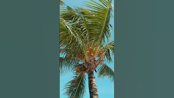 Summer Is Calling! Check-in The Maris Vũng Tàu – Thiên Đường Nghỉ Dưỡng Mùa Hè #themarisvungtau