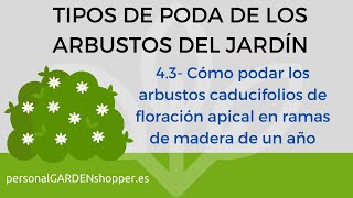 4.3- Cómo podar los arbustos caducifolios de floración apical en ramas de madera de un año.