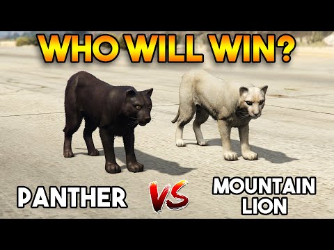 Video: Verschil Tussen Mountain Lion En Panther