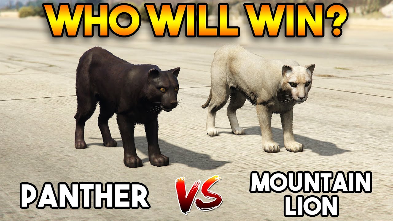 GTA 5 ONLINE : PANTHER VS MOUNTAIN LION (WWHO WILL WIN?) - YouTube