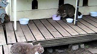 Raccoon at the Parliament Hill Cat Sanctuary In Ottawa