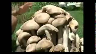 Giant mushrooms found in China saharaexim@gmail.com