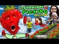 KIDS STRAWBERRY PICKING CHALLENGE! Fields of Fun w FUNnel Family + Play Time! Family Vlog