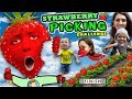 KIDS STRAWBERRY PICKING CHALLENGE! Fields of Fun w  FUNnel Family + Play Time! Family Vlog