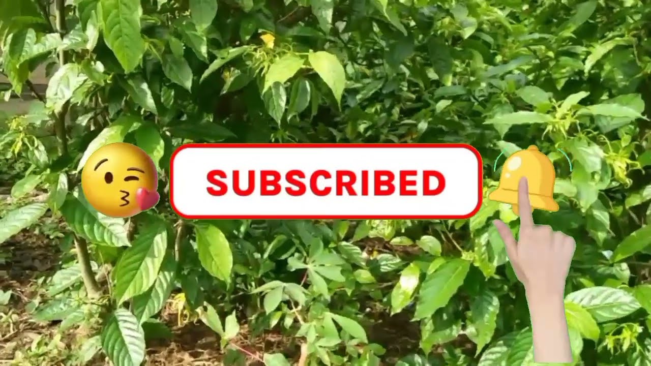 Melihat Kebun Bunga Kenanga