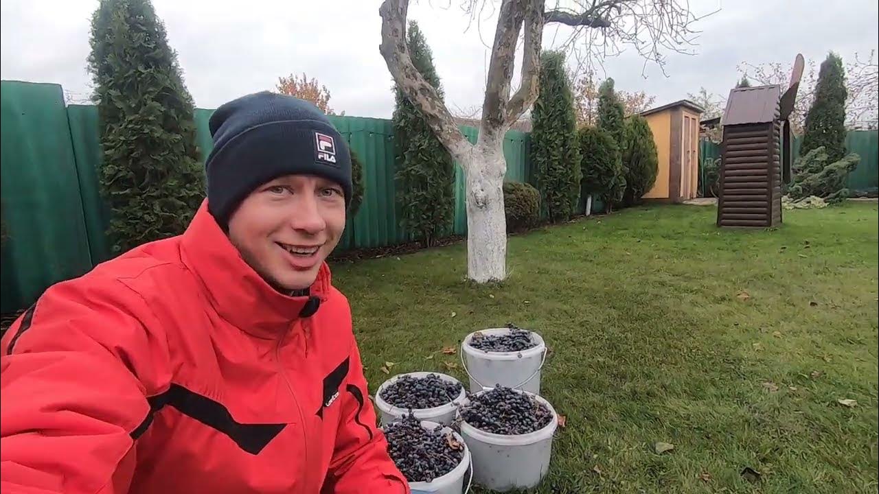 Лучший рецепт вина из винограда Изабелла - YouTube