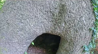 Hiking Castlewood State Park Holy Tree! GoPro 12 @ 5.3K