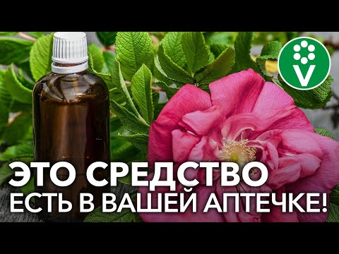 Аптечное лекарство от всех БОЛЕЗНЕЙ РОЗ!