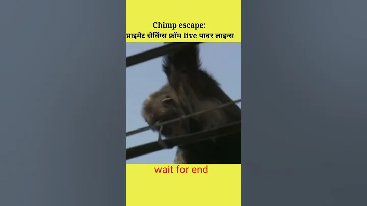 Chimp escape: Primate swings from live power lines, falls from electricity pole
