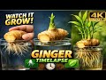 Ginger Timelapse Growth 🌱 | Watch Roots & Leaves Grow in 4K Ultra-Realistic Macro!”