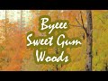 Iwan na natin ang sweet gum woods taitongnaturetrail tailamnaturestrail