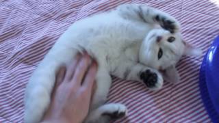 Питомник шотландских кошек Bonnieface Питомник шотландских кошек Bonnieface