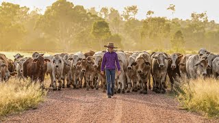 Hillview Training  Turning Pups into Mustering Dogs