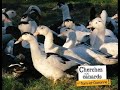 La filire canards gras igp en tarnetgaronne