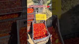 cherry tomatoes 🍅 #nature #agriculture #shorts #song #greece #nepal