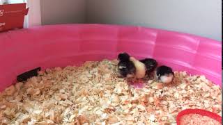 baby chickens