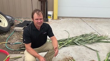 Corn Root Evaluations