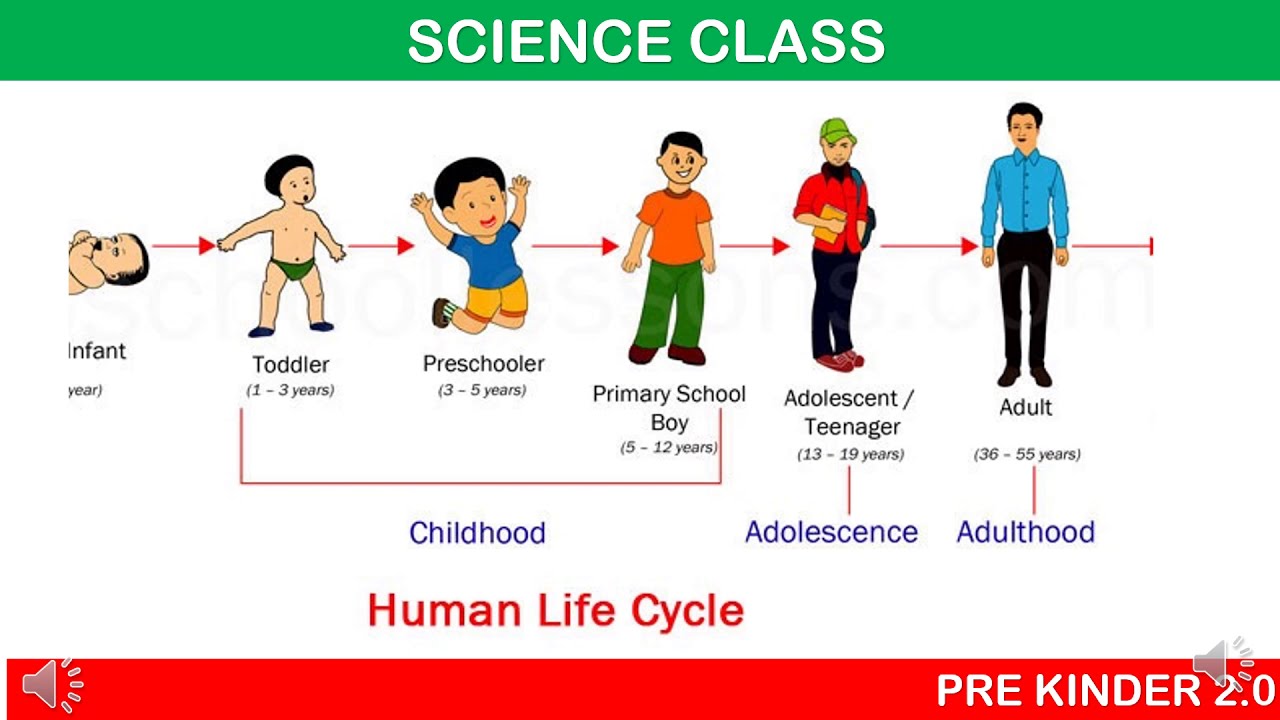 Life period. Этапы жизни на английском. Возрастное развитие человека. Возраст на английском. Age Возраст.