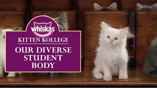 Ep.2 Our Diverse Breeds of Kitten Students : Kitten Kollege