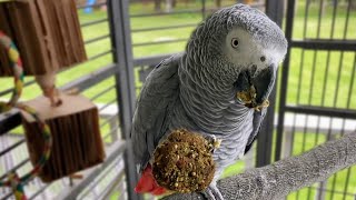 Week 1 With Bean The African Grey!