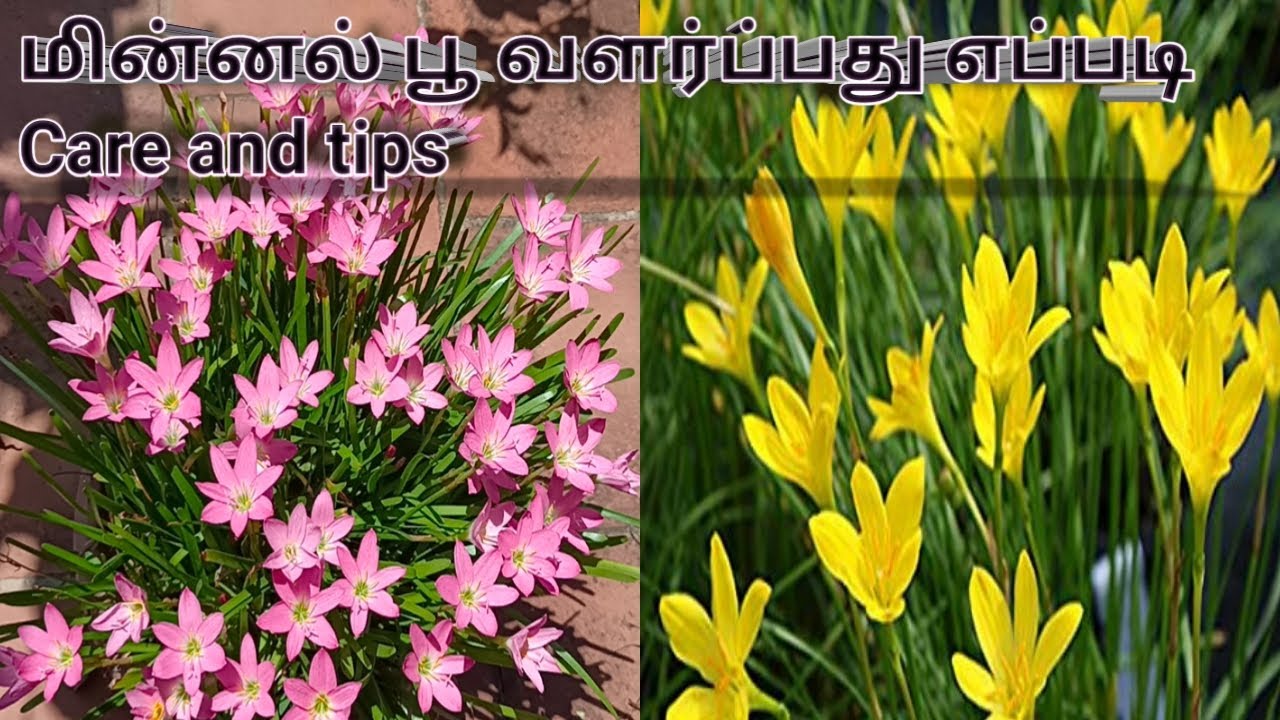 மின்னல் பூ விதையில் இருந்து மழை பூ லில்லி வளர்ப்பது எப்படி RAIN LILY