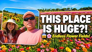 INSIDE the MASSIVE Flower Fields! You Won’t Believe How BIG This Place Is! | Carlsbad Flower Fields