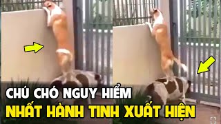 Con chó nguy hiểm nhất hành tinh - Tổng hợp hài động vật | Tin Việt mới nhất | Tô Tin Tức