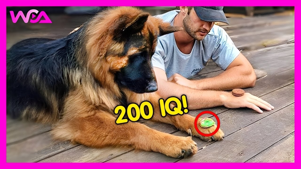 🐶 (FULL) When You Own a Dog With an IQ 200! 😲 | Funniest Dog Ever!