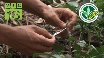 Kỹ thuật ghép mắt cây chanh trên gốc bưởi  | VTC16