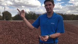 In the orchard today, Ep 23; Shells
