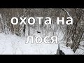 Охота на лося! Удачный и неудачный загон!!! Moose hunting