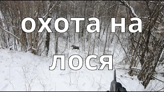 Охота на лося! Удачный и неудачный загон!!! Moose hunting