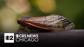 Take the CBS News Chicago cicada quiz
