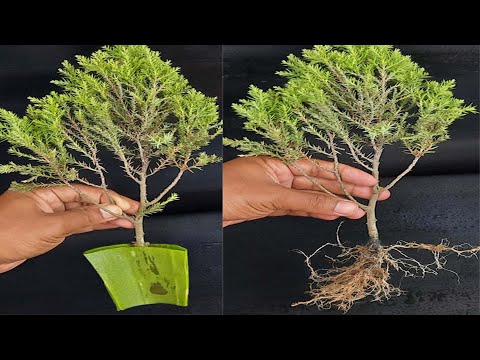 Video: Chinese juniper Strikta: pagtatanim at pangangalaga