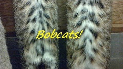 Trapping out West Part 6...Bobcats! Otter & Beavers