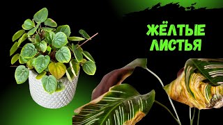 Почему желтеют листья?  Разбираем главные причины.