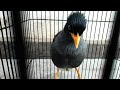 VIDEO ASLI JALBO JANTAN GACOR | PANCINGAN BURUNG JALAK