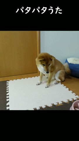 パタパタうたvol. 1 　#shorts #柴犬 #豆柴