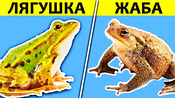 В чем разница между лягушкой и жабой