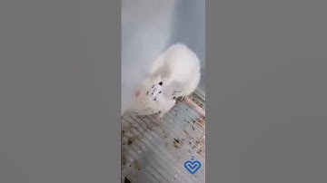Mice-KX Rechargeable Animal Telemetry System