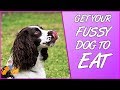 How to Get a Fussy Dog to Eat (top tips for picky dogs!)