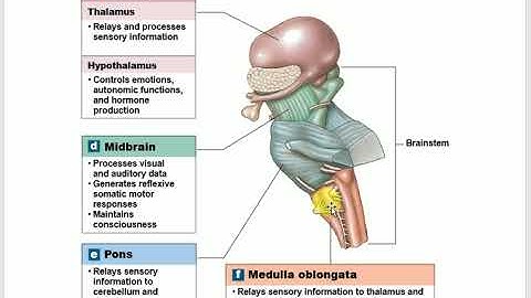 Bio233 A&P 1 Lecture  Chapter 14 The Brain and cranial nerves part 1 2023