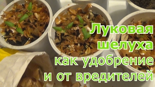 Луковая шелуха  Применение в саду и огороде  Как удобрение и средство в борьбе с вредителями