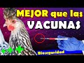 Vacunas para GaLLINAS ponedora👨‍🔬🐥 y Bioseguridad básica 🐓 en gallineros caseros - Oscarsfox