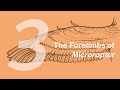 Gaoyuan the Microraptor 3: The Forelimbs | Learn to Draw Dinosaurs with ZHAO Chuang