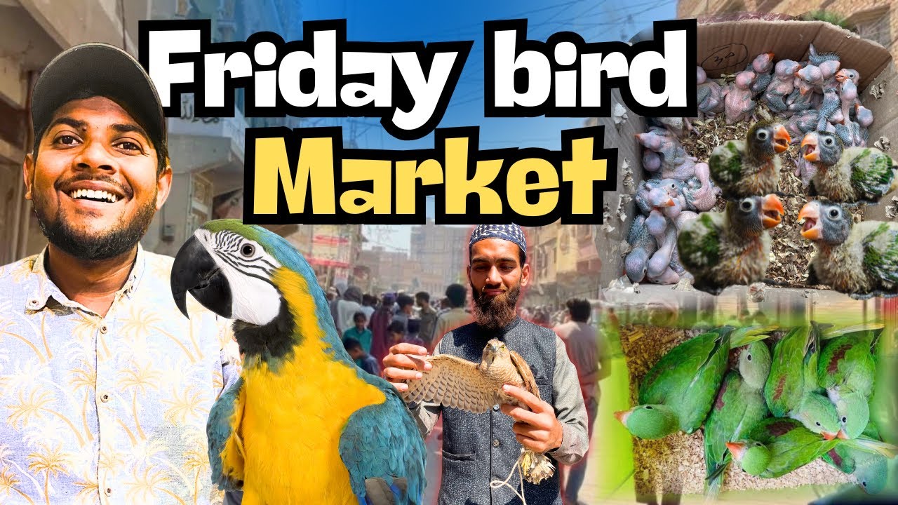 HYDERABAD KI FRIDAY BIRDS MARKET 😎