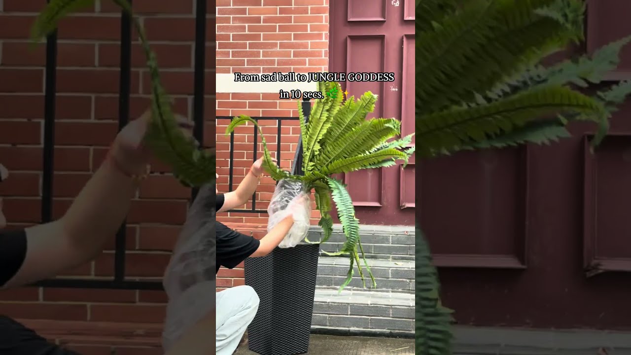 Rain Or Shine Can You Tell If This Boston Fern Is Real FakeOrReal