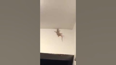 Rare Video Lizards Mating