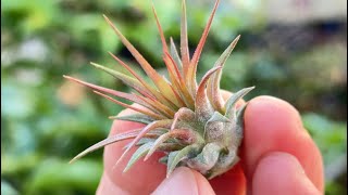 ブロメリア・エアープランツ Tillandsia 'Lavender Frost' ブロメリア